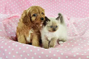 Cockerpoos: DOG. Cockerpoo puppy (Poodle X Cocker Spaniel 7wks