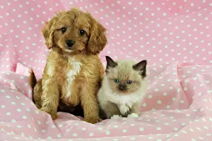 Cockerpoos: DOG. Cockerpoo puppy (Poodle X Cocker Spaniel 7wks