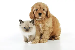 Cockerpoo: DOG. Cockerpoo puppy (Poodle X Cocker Spaniel 7wks