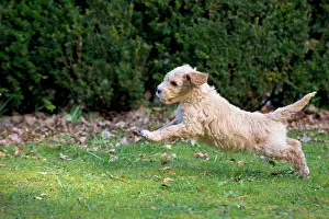 Cockerpoo: Dog - Cockerpoo running