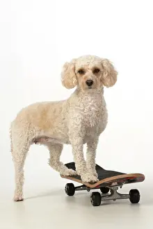 Cockerpoo: DOG. Cockerpoo on a scateboard, studio