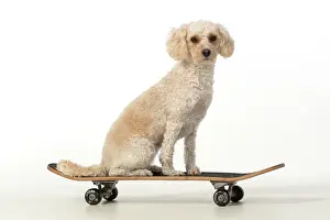 Cockerpoo: DOG. Cockerpoo on a scateboard, studio