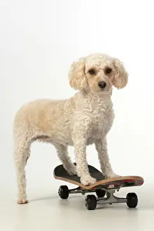 Cockerpoo: DOG. Cockerpoo on a scateboard, studio