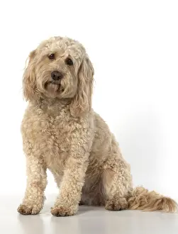 Cockerpoo: DOG. Cockerpoo, sitting, studio