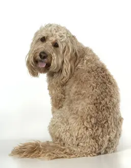 Cockerpoo: DOG. Cockerpoo, sitting, studio
