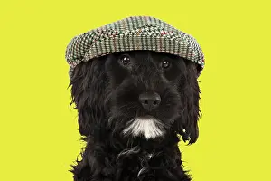 100817: DOG. Cockerpoo wearing flat cap Digital manipulation