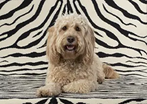 Cockerpoo: DOG. Cockerpoo, on zebra pattern rug