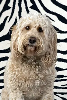 Cockerpoo: DOG. Cockerpoo, on zebra pattern rug