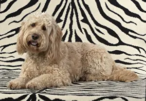 Cockerpoo: DOG. Cockerpoo, on zebra pattern rug