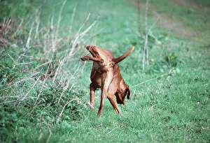 Urinating: DOG - cocking leg