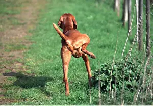 Urinating: Dog - cocking its leg and urinating