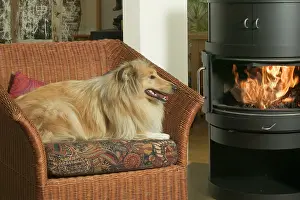 Armchair: Dog - Collie in armchair by fire