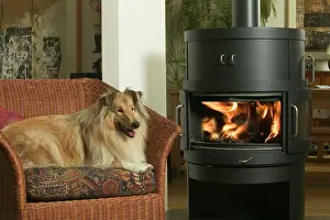 Armchair: Dog - Collie in armchair by fire
