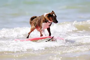 Surfing: DOG. Collie cross breed surfing