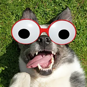 Googly: DOG. Collie cross dog laying on its back on grass