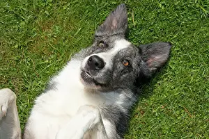 Exprssion: DOG. Collie cross dog laying on its back on grass