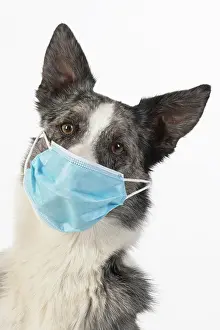 Mask: DOG. Collie cross dog wearing a blue surgical mask