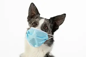 Mask: DOG. Collie cross dog wearing a blue surgical mask