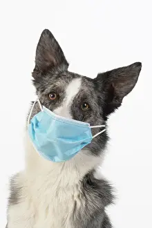 Mask: DOG. Collie cross dog wearing a blue surgical mask