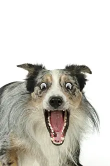 Everyday: DOG. Collie cross with mouth open and shocked expression