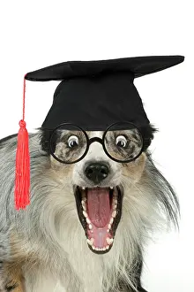 Everyday: DOG. Collie cross with mouth open and shocked expression