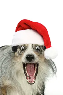 Shock: DOG. Collie cross with mouth open and shocked expression wea
