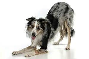 Yoga: DOG. Collie cross with odd coloured eyes, bowing