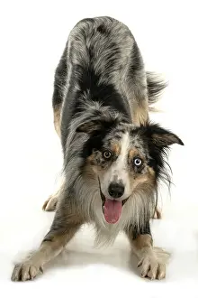 Yoga: DOG. Collie cross with odd coloured eyes, bowing