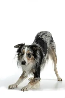 Heterochromia: DOG. Collie cross with odd coloured eyes, bowing