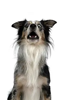 Treat: DOG. Collie cross with odd coloured eyes, catchi