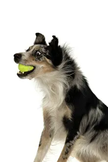 Ball: DOG. Collie cross with odd coloured eyes, catchi