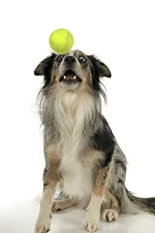 Ball: DOG. Collie cross with odd coloured eyes, catchi