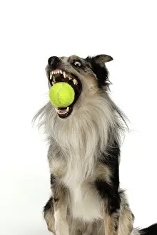 Ball: DOG. Collie cross with odd coloured eyes, catchi