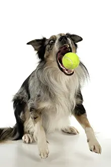 Ball: DOG. Collie cross with odd coloured eyes, catchi