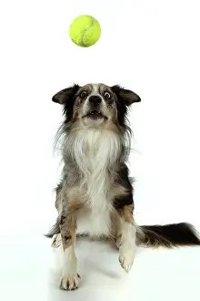 Ball: DOG. Collie cross with odd coloured eyes, catchi