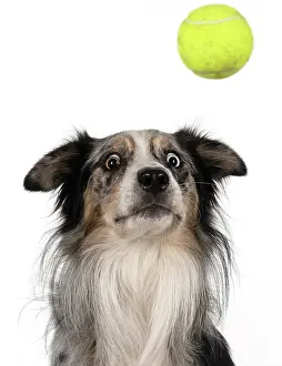 Ball: DOG. Collie cross with odd coloured eyes, catchi