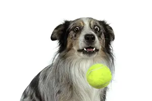 Ball: DOG. Collie cross with odd coloured eyes, catchi