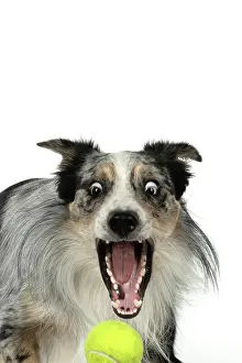 Heterochromia: DOG. Collie cross with odd coloured eyes, catcing
