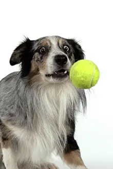 Heterochromia: DOG. Collie cross with odd coloured eyes, catcing