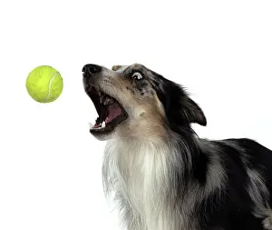 Tennis: DOG. Collie cross with odd coloured eyes, catcing