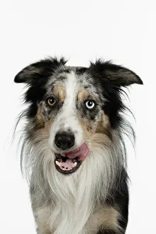 Lips: DOG. Collie cross with odd coloured eyes, face