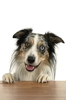 Heterochromia: DOG. Collie cross with odd coloured eyes, with p