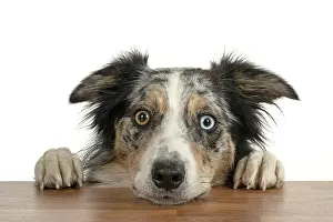Heterochromia: DOG. Collie cross with odd coloured eyes, with p