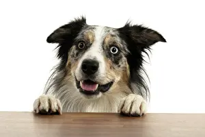 Peeking: DOG. Collie cross with odd coloured eyes, with p