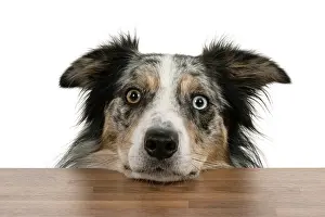 Heterochromia: DOG. Collie cross with odd coloured eyes, restin