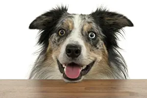 Heterochromia: DOG. Collie cross with odd coloured eyes, restin