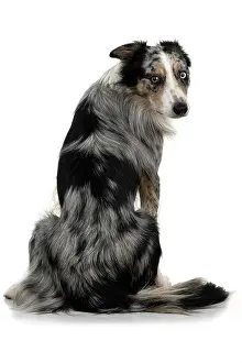 Sittin: DOG. Collie cross with odd coloured eyes, sittin