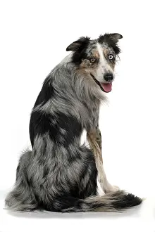 Sittin: DOG. Collie cross with odd coloured eyes, sittin