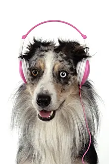 Sittin: DOG. Collie cross with odd coloured eyes, sittin