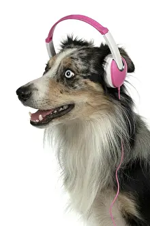 Sittin: DOG. Collie cross with odd coloured eyes, sittin